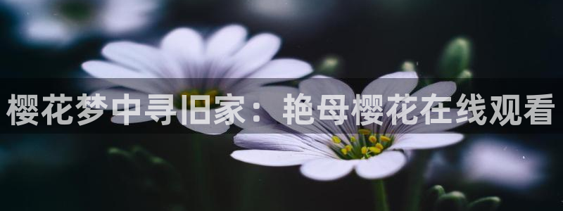 麻豆电影免费观看电视