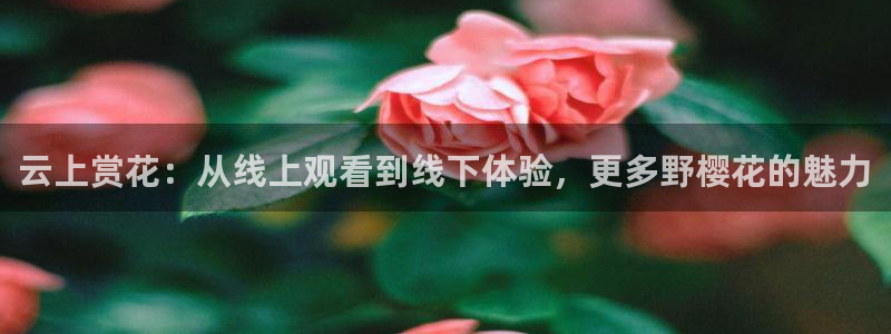 乳房与月亮免费观看星空影视